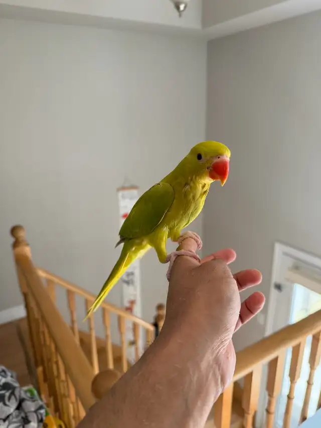 Baby Indian Ringneck