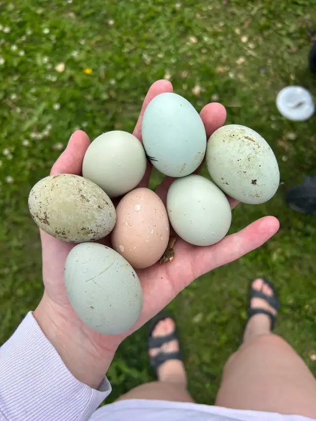 Chicken Hatching eggs