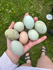 Chicken Hatching eggs