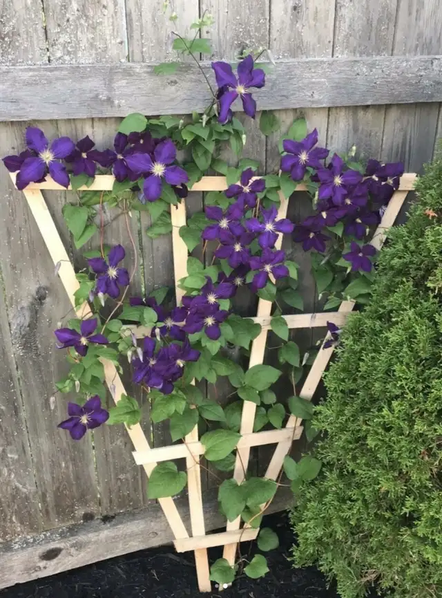 solid oak trellises - Photo 2