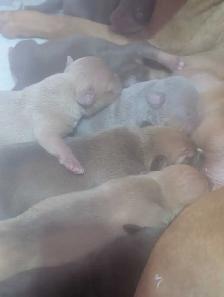 Bébé chiots