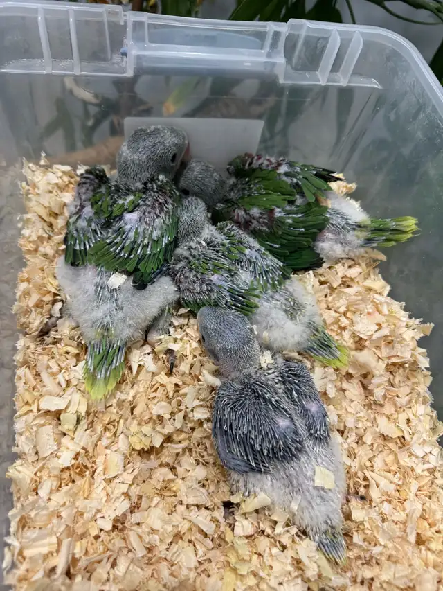 Alexandrine Babies parrot