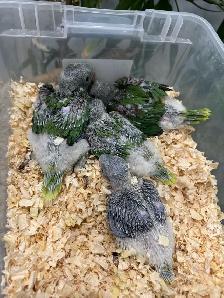 Alexandrine Babies parrot