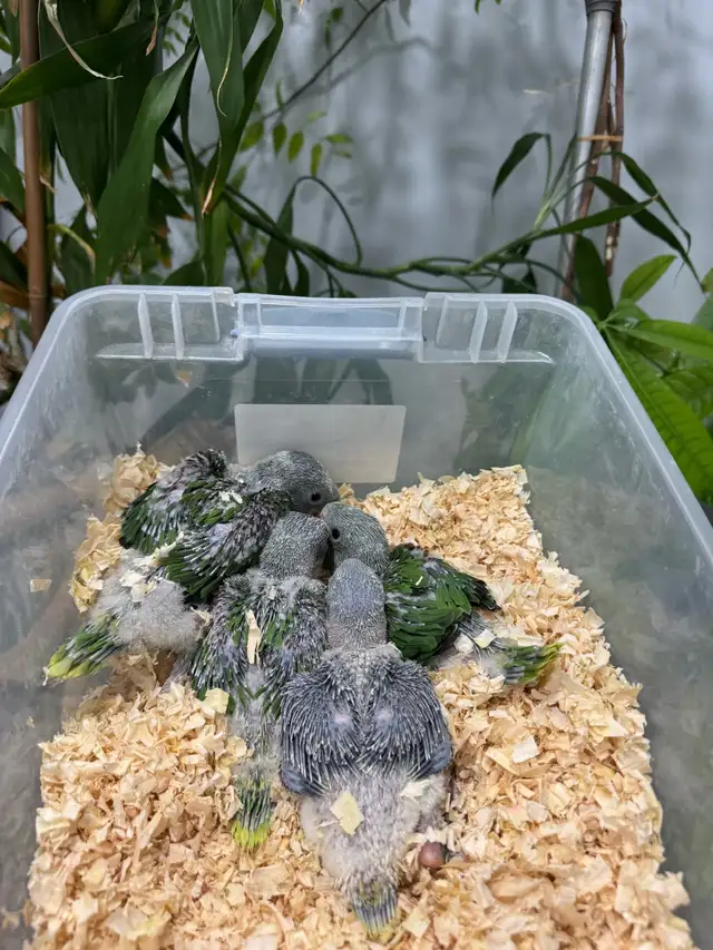 Alexandrine Babies parrot - Photo 2