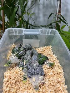 Alexandrine Babies parrot - Photo 2