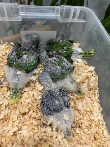 Alexandrine Babies parrot - Photo 3