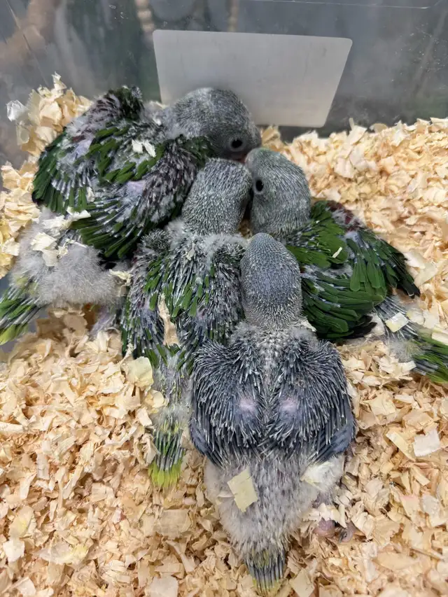 Alexandrine Babies parrot - Photo 4