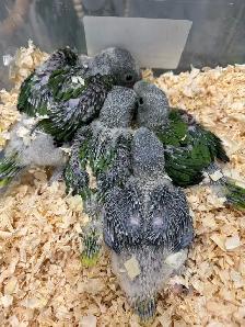 Alexandrine Babies parrot - Photo 4