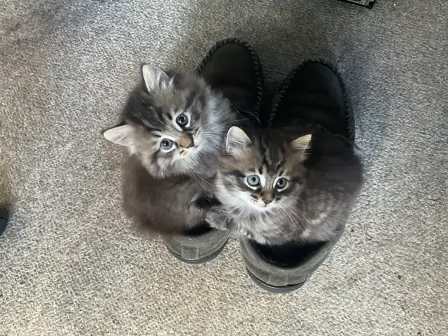 chatons à vendre