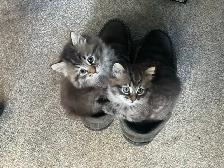 chatons à vendre