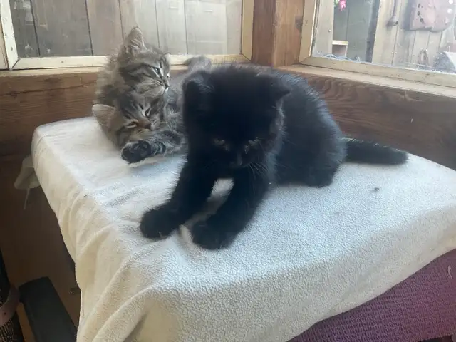 chatons à vendre - Photo 2