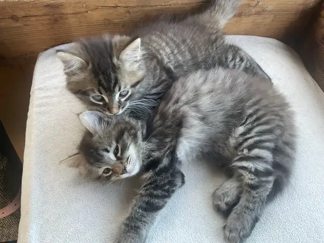 chatons à vendre - Photo 3