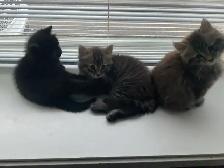 chatons à vendre - Photo 4