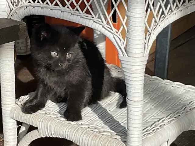 chatons à vendre - Photo 5