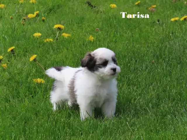 Havamalt puppies - Photo 2
