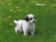 Havamalt puppies - Photo 2