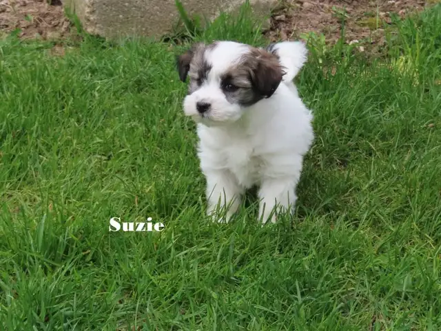 Havamalt puppies - Photo 3