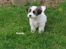 Havamalt puppies - Photo 3
