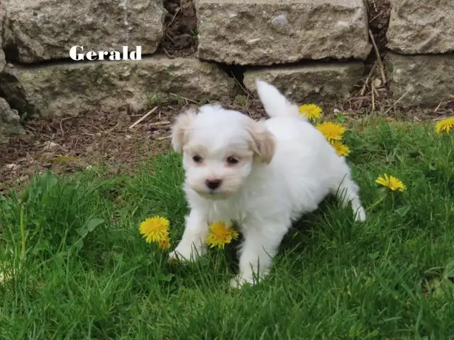 Havamalt puppies - Photo 4
