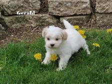 Havamalt puppies - Photo 4