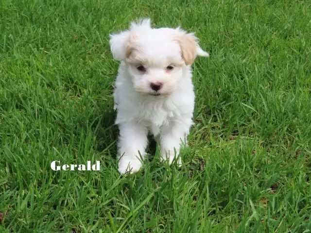 Havamalt puppies - Photo 5