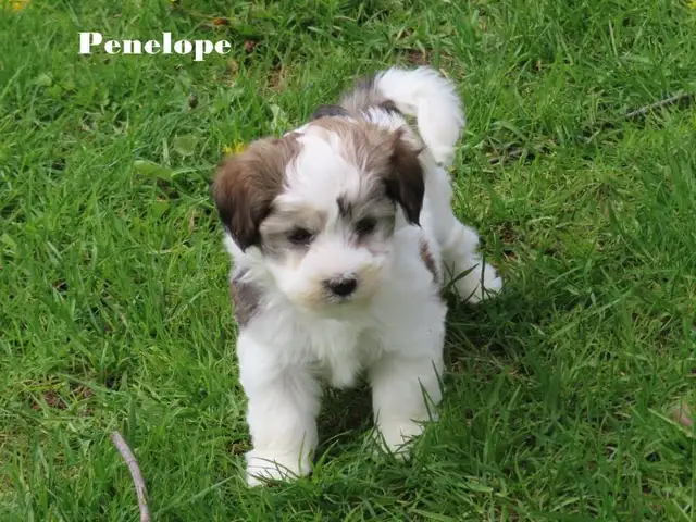 Havamalt puppies - Photo 6