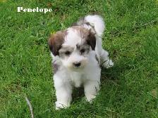Havamalt puppies - Photo 6