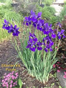 Perennials for sale $5 each