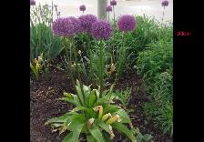 Perennials for sale $5 each - Photo 4