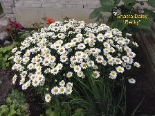 Perennials for sale $5 each - Photo 5