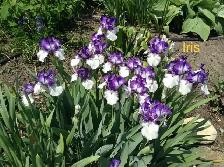 Perennials for sale $5 each - Photo 6