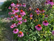 Perennials for sale $5 each - Photo 7