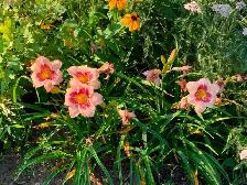 Perennials for sale $5 each - Photo 8