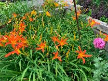 Perennials for sale $5 each - Photo 9