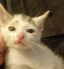 HUGE PRICE DROP! WERE $225.NOW $65. 8 WKS.M&F SO ADORABLE,SWEET!