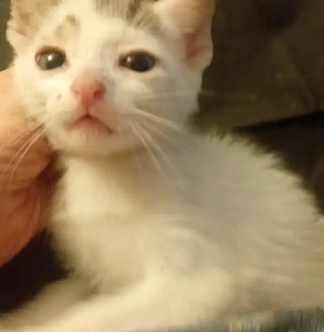 HUGE PRICE DROP! WERE $225.NOW $65. 8 WKS.M&F SO ADORABLE,SWEET! - Photo 2