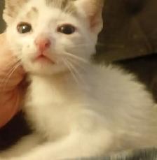 HUGE PRICE DROP! WERE $225.NOW $65. 8 WKS.M&F SO ADORABLE,SWEET! - Photo 2