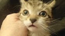 HUGE PRICE DROP! WERE $225.NOW $65. 8 WKS.M&F SO ADORABLE,SWEET! - Photo 5