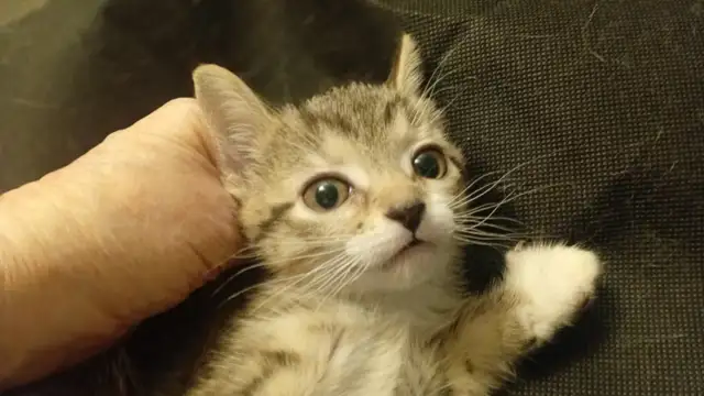 HUGE PRICE DROP! WERE $225.NOW $65. 8 WKS.M&F SO ADORABLE,SWEET! - Photo 6
