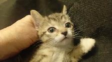 HUGE PRICE DROP! WERE $225.NOW $65. 8 WKS.M&F SO ADORABLE,SWEET! - Photo 6