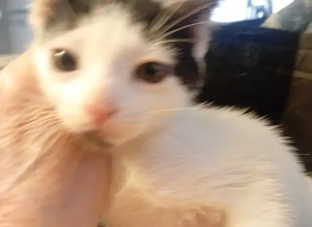 HUGE PRICE DROP! WERE $225.NOW $65. 8 WKS.M&F SO ADORABLE,SWEET! - Photo 7
