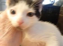 HUGE PRICE DROP! WERE $225.NOW $65. 8 WKS.M&F SO ADORABLE,SWEET! - Photo 7