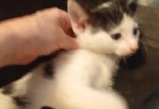 HUGE PRICE DROP! WERE $225.NOW $65. 8 WKS.M&F SO ADORABLE,SWEET! - Photo 8