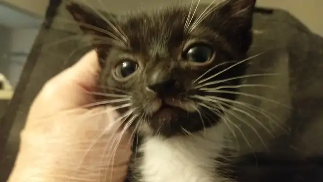 HUGE PRICE DROP! WERE $225.NOW $65. 8 WKS.M&F SO ADORABLE,SWEET! - Photo 9