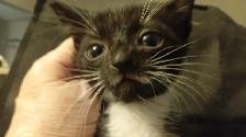HUGE PRICE DROP! WERE $225.NOW $65. 8 WKS.M&F SO ADORABLE,SWEET! - Photo 9