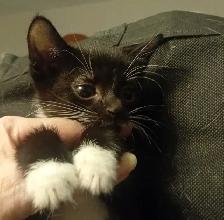 HUGE PRICE DROP! WERE $225.NOW $65. 8 WKS.M&F SO ADORABLE,SWEET! - Photo 10