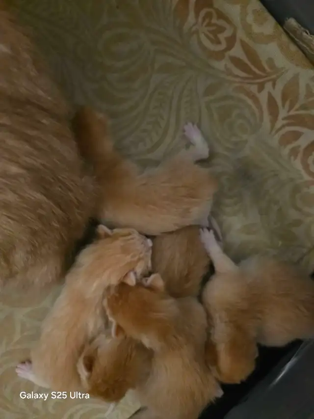 KITTENS