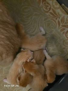 KITTENS