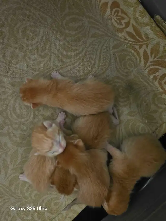 KITTENS - Photo 2