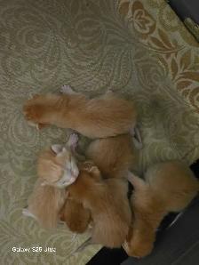 KITTENS - Photo 2